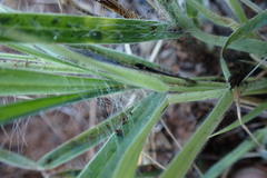 Schmidtia pappophoroides