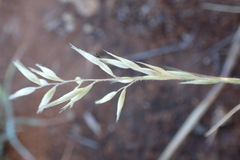 Schmidtia pappophoroides