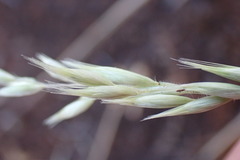 Schmidtia pappophoroides