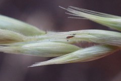 Schmidtia pappophoroides