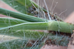 Schmidtia pappophoroides