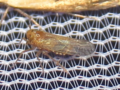 Pareuidella