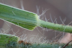 Schmidtia pappophoroides