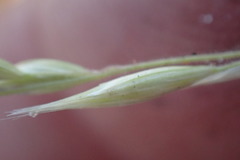 Schmidtia pappophoroides