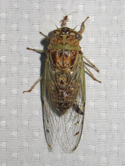 Diceroprocta texana