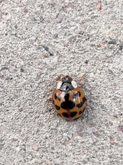 Harmonia axyridis