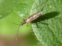 Dicyphus errans