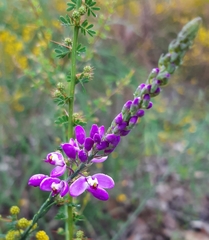 Comesperma virgatum