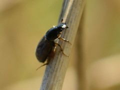 Acrossus rufipes