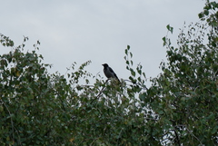 Corvus cornix