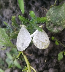 Leptosia nina