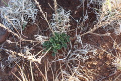 Chascanum hederaceum