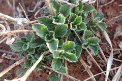 Chascanum hederaceum