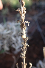 Chascanum hederaceum