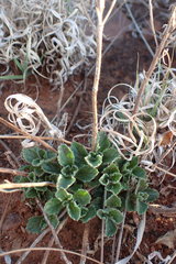 Chascanum hederaceum