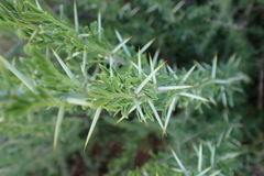 Vachellia hebeclada