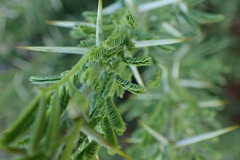 Vachellia hebeclada