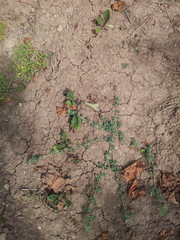 Chenopodium vulvaria