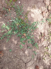 Chenopodium vulvaria