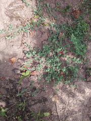 Chenopodium vulvaria
