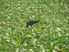 Plegadis falcinellus