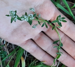 Corrigiola litoralis