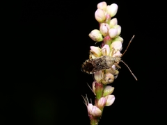 Rhopalus sapporensis