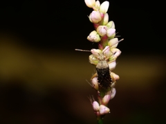 Rhopalus sapporensis