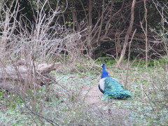 Pavo cristatus