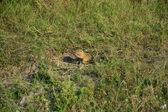 Spermophilus citellus