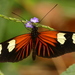 Heliconius erato lativitta - Photo (c) Andreas Kay, some rights reserved (CC BY-NC-SA)