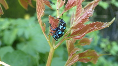 Pachyrhynchus sarcitis