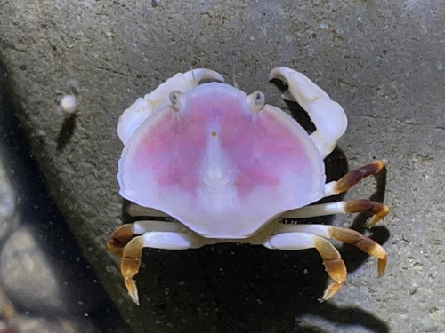 Red Rock Crab, Mendocino County, CA, USA, photo 10 of 10