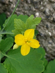 Chelidonium majus