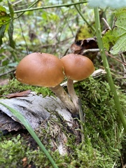 Cortinarius anomalus