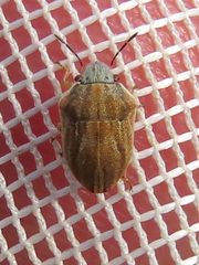 Homaemus parvulus