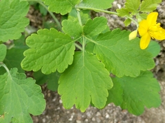 Chelidonium majus