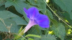 Ipomoea mitchelliae