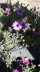 Dimorphotheca jucunda