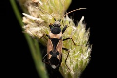 Raglius confusus