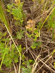 Dracocephalum discolor