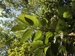 Cryptocarya chinensis