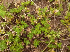 Dracocephalum discolor