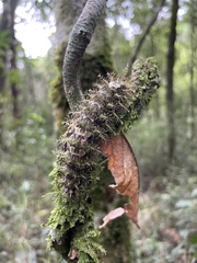 Lonomia obliqua
