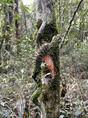 Lonomia obliqua