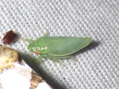 Planipona delta