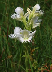 Pecteilis gigantea