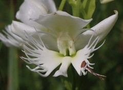 Pecteilis gigantea