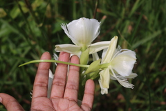 Pecteilis gigantea