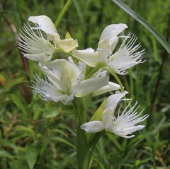 Pecteilis gigantea